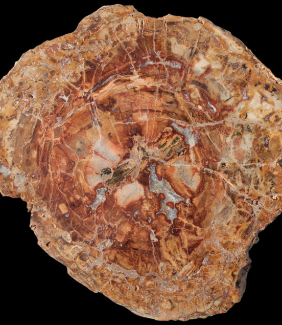 Petrified Wood plate slab from Madagascar 1397g in sunshine - Rocks and Things Store
