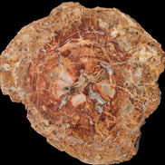Petrified Wood plate slab from Madagascar 1397g in sunshine - Rocks and Things Store