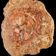 Petrified Wood plate slab from Madagascar 1397g in sunshine - Rocks and Things Store