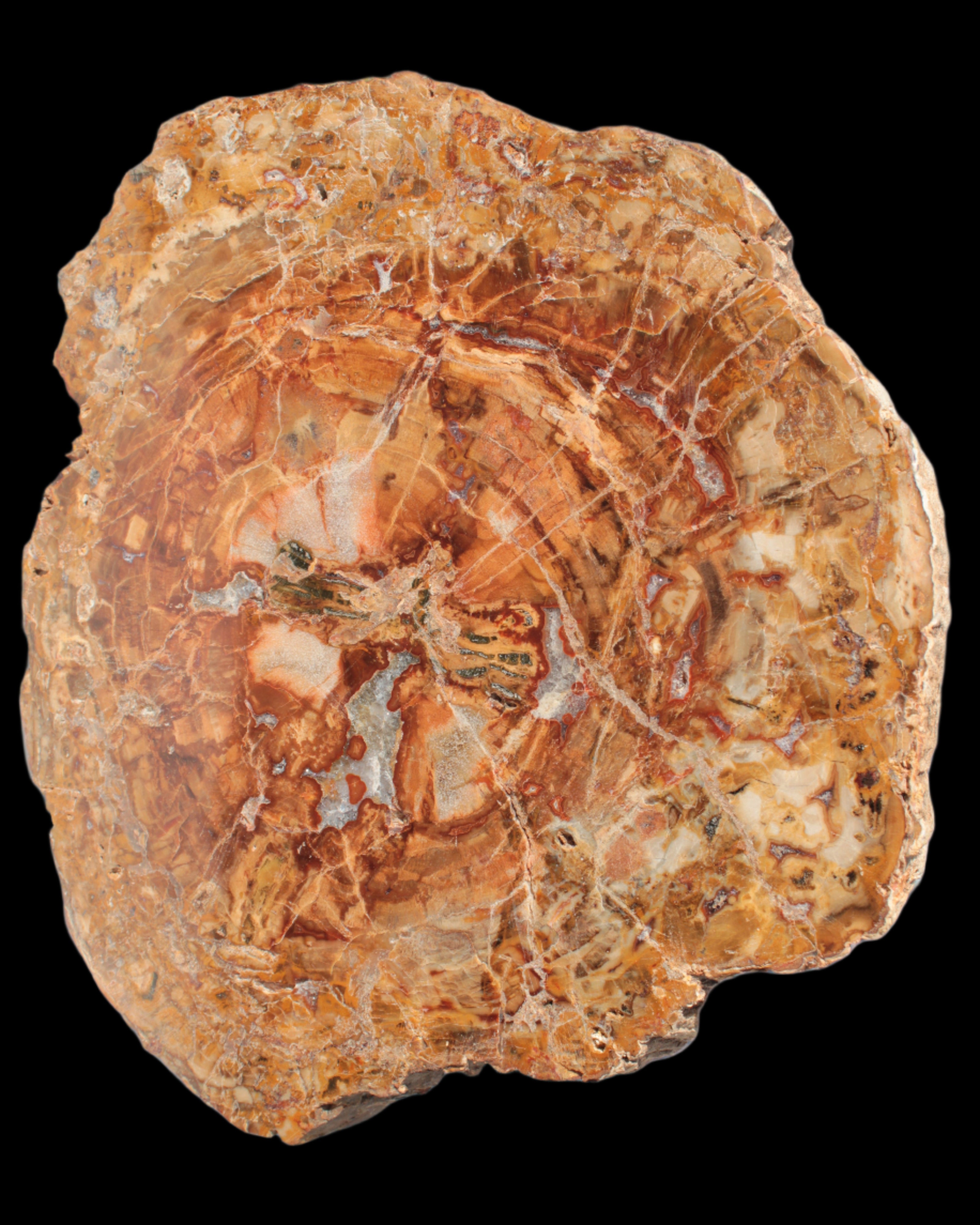 Petrified Wood plate slab from Madagascar 1397g in sunshine - Rocks and Things Store