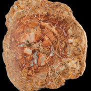 Petrified Wood plate slab from Madagascar 1397g in sunshine - Rocks and Things Store