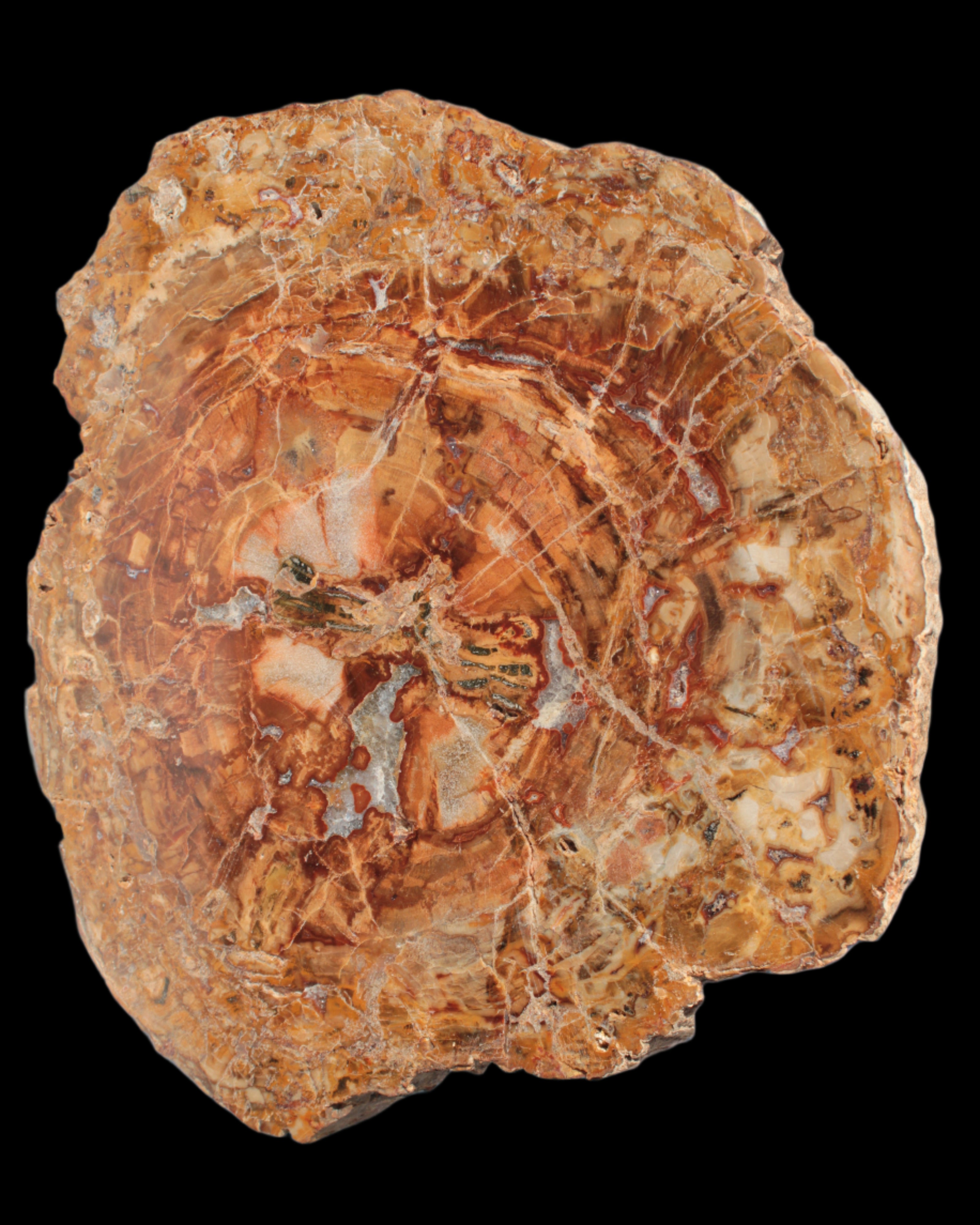 Petrified Wood plate slab from Madagascar 1397g in sunshine - Rocks and Things Store