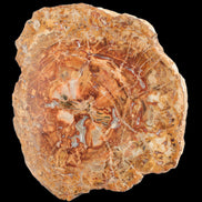 Petrified Wood plate slab from Madagascar 1397g in sunshine - Rocks and Things Store