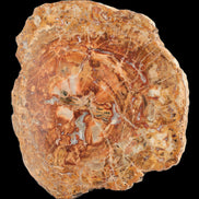 Petrified Wood plate slab from Madagascar 1397g in sunshine - Rocks and Things Store