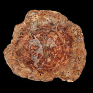 Petrified Wood plate slab from Madagascar 1397g in sunshine - Rocks and Things Store