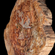 Petrified Wood plate slab from Madagascar 1397g in sunshine - Rocks and Things Store