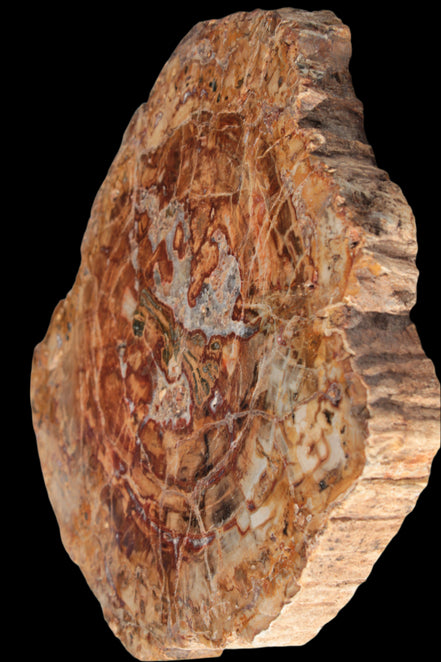 Petrified Wood plate slab from Madagascar 1397g in sunshine - Rocks and Things Store