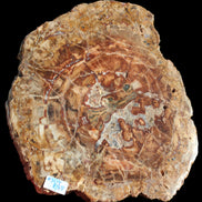 Petrified Wood plate slab from Madagascar 1397g in sunshine - Rocks and Things Store