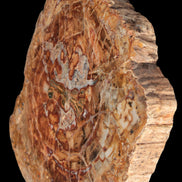Petrified Wood plate slab from Madagascar 1397g in sunshine - Rocks and Things Store