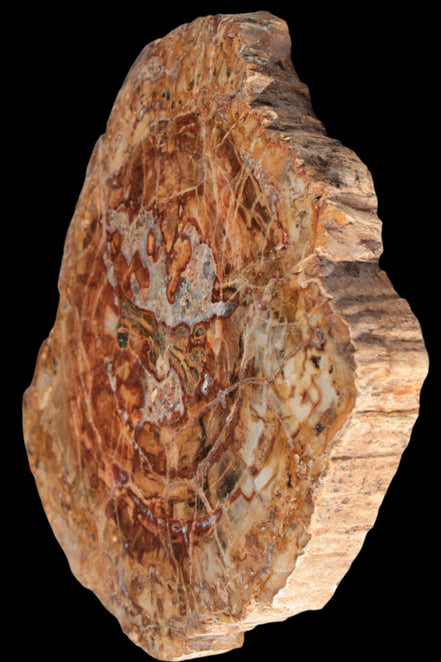 Petrified Wood plate slab from Madagascar 1397g in sunshine - Rocks and Things Store