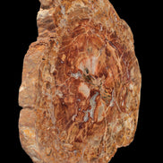 Petrified Wood plate slab from Madagascar 1397g in sunshine - Rocks and Things Store