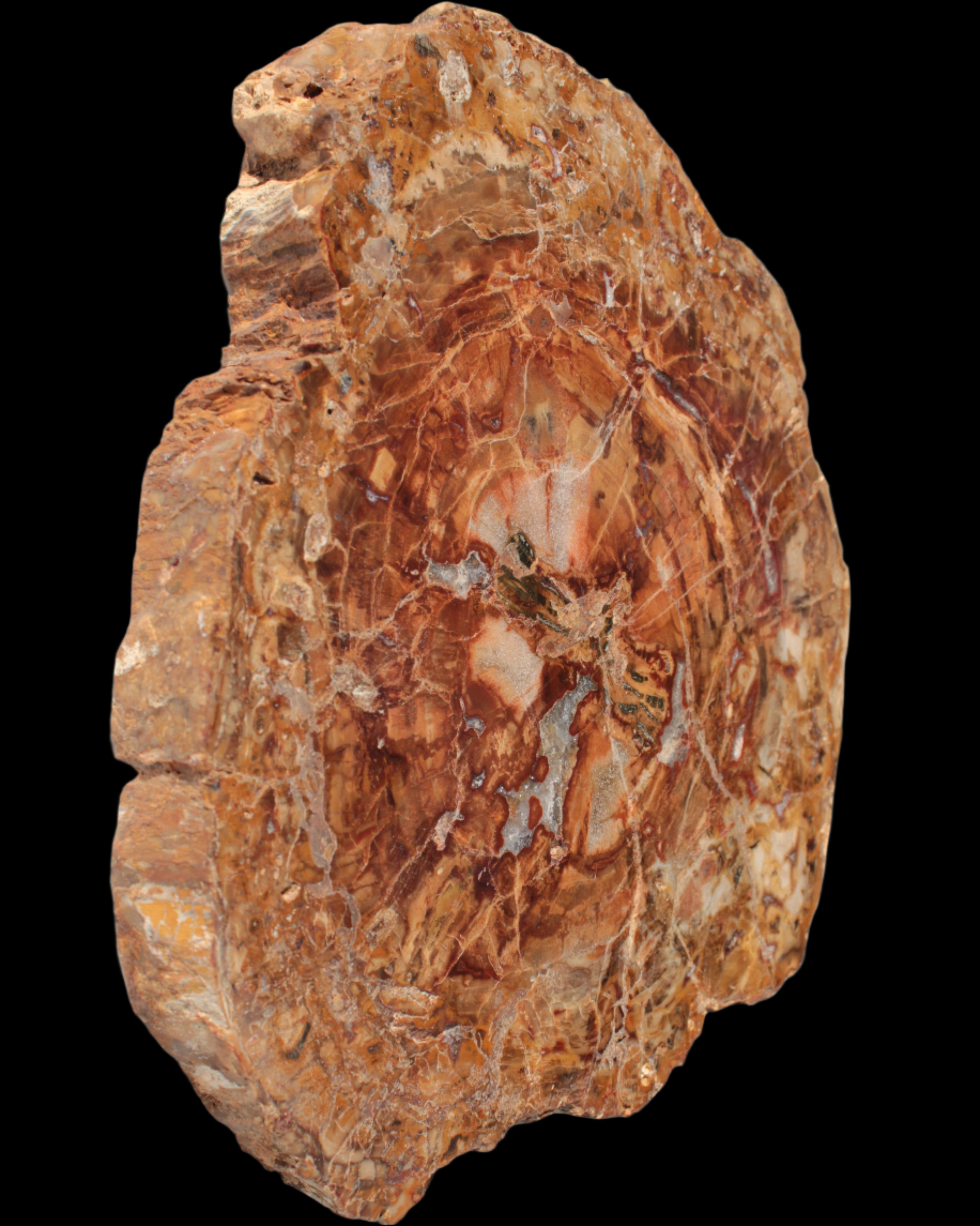 Petrified Wood plate slab from Madagascar 1397g in sunshine - Rocks and Things Store