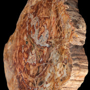 Petrified Wood plate slab from Madagascar 1397g in sunshine - Rocks and Things Store