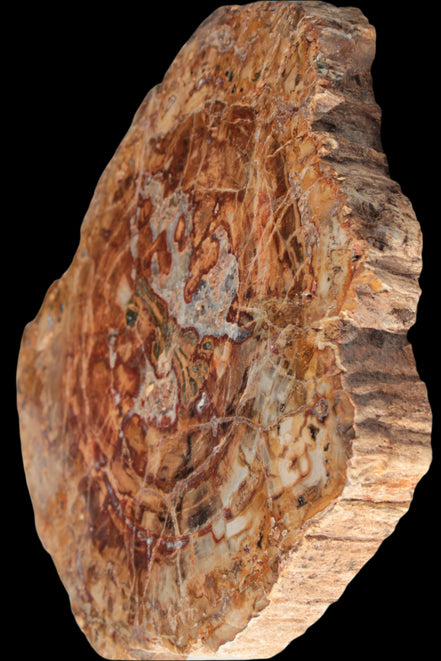 Petrified Wood plate slab from Madagascar 1397g in sunshine - Rocks and Things Store