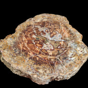 Petrified Wood plate slab from Madagascar 1397g in sunshine - Rocks and Things Store