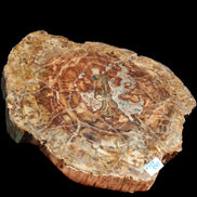 Petrified Wood plate slab from Madagascar 1397g in sunshine - Rocks and Things Store