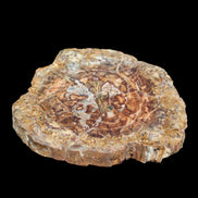 Petrified Wood plate slab from Madagascar 1397g in sunshine - Rocks and Things Store