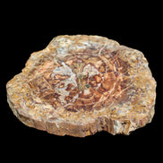 Petrified Wood plate slab from Madagascar 1397g in sunshine - Rocks and Things Store