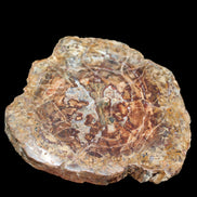 Petrified Wood plate slab from Madagascar 1397g in sunshine - Rocks and Things Store