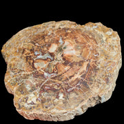Petrified Wood plate slab from Madagascar 1397g in sunshine - Rocks and Things Store