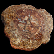 Petrified Wood plate slab from Madagascar 1397g in sunshine - Rocks and Things Store