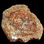 Petrified Wood plate slab from Madagascar 1397g in sunshine - Rocks and Things Store