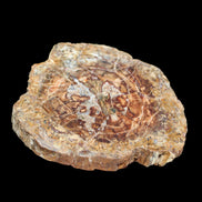 Petrified Wood plate slab from Madagascar 1397g in sunshine - Rocks and Things Store