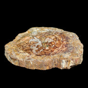 Petrified Wood plate slab from Madagascar 1397g in sunshine - Rocks and Things Store