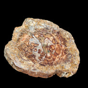 Petrified Wood plate slab from Madagascar 1397g in sunshine - Rocks and Things Store
