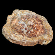 Petrified Wood plate slab from Madagascar 1397g in sunshine - Rocks and Things Store