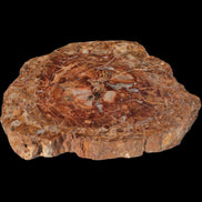 Petrified Wood plate slab from Madagascar 1397g in sunshine - Rocks and Things Store