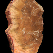 Petrified Wood slice 226g Rocks and Things