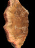 Petrified Wood slice 226g Rocks and Things