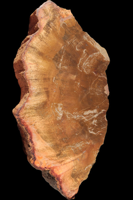Petrified Wood slice 226g Rocks and Things
