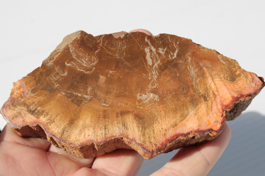 Petrified Wood slice 226g Rocks and Things