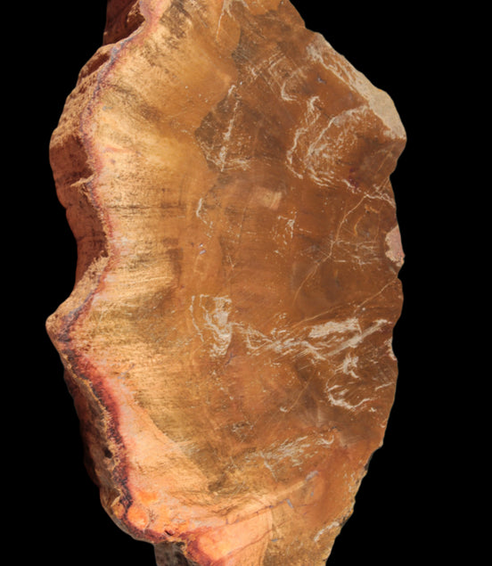 Petrified Wood slice 226g Rocks and Things