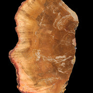 Petrified Wood slice 226g Rocks and Things