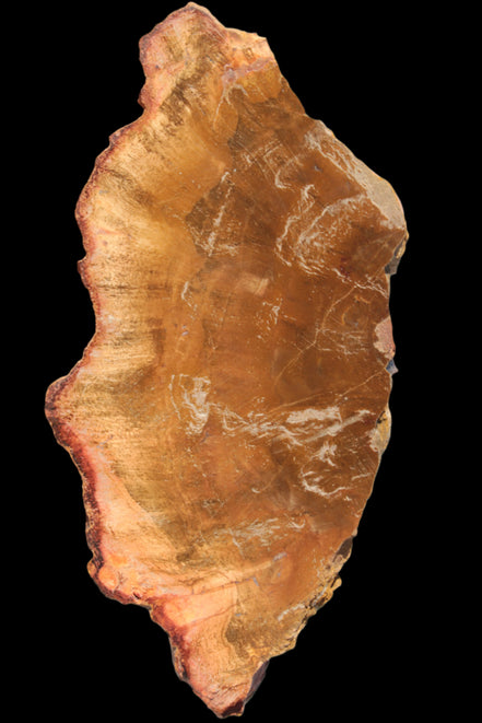 Petrified Wood slice 226g Rocks and Things