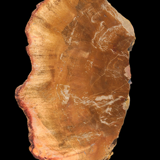 Petrified Wood slice 226g Rocks and Things