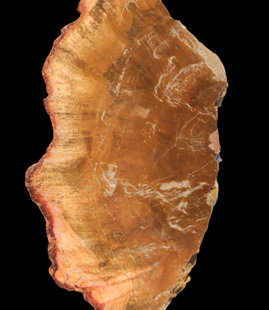 Petrified Wood slice 226g Rocks and Things