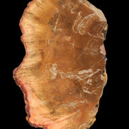 Petrified Wood slice 226g - Rocks and Things Store