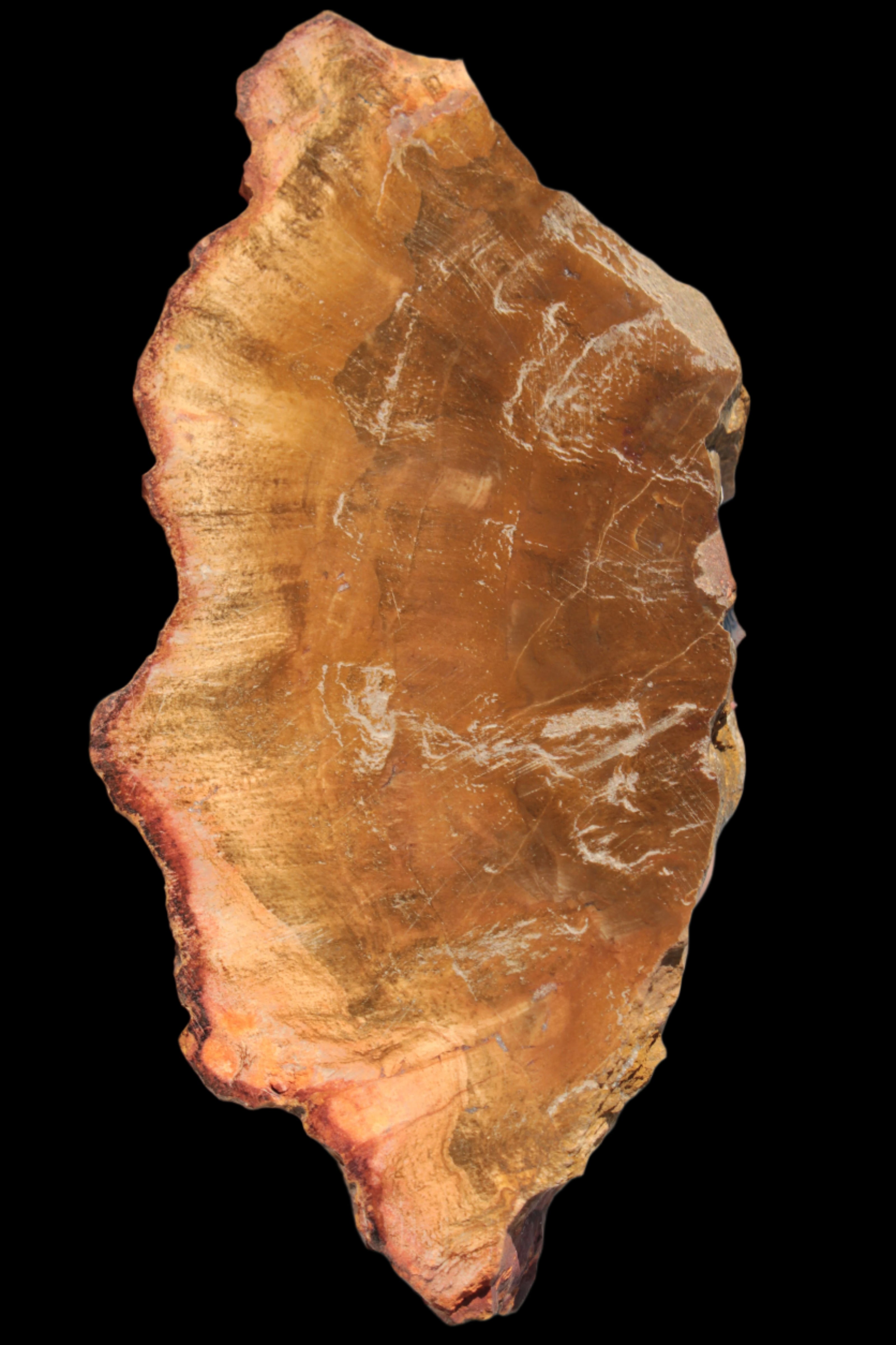 Petrified Wood slice 226g - Rocks and Things Store