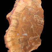 Petrified Wood slice 226g - Rocks and Things Store