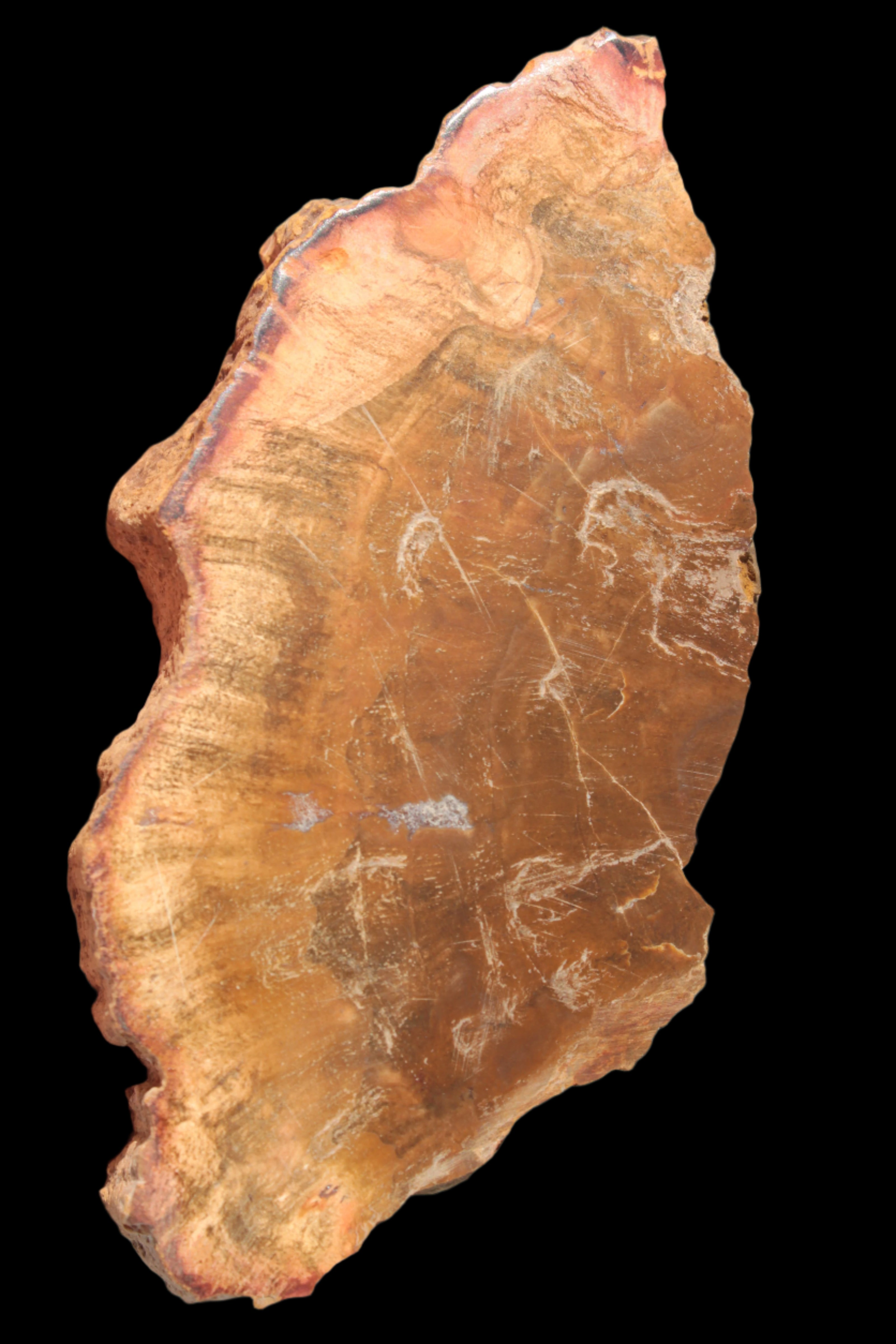 Petrified Wood slice 226g - Rocks and Things Store