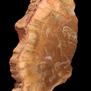 Petrified Wood slice 226g - Rocks and Things Store