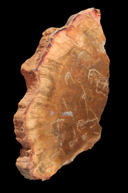 Petrified Wood slice 226g - Rocks and Things Store