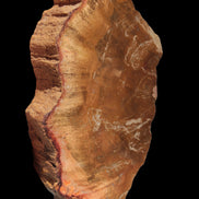 Petrified Wood slice 226g - Rocks and Things Store