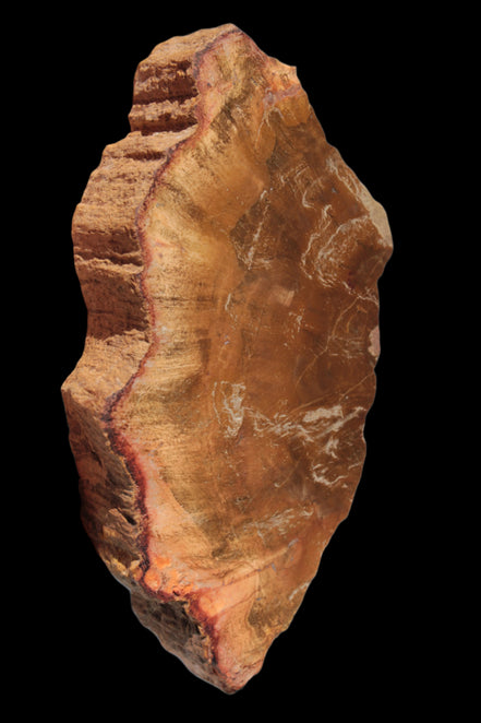 Petrified Wood slice 226g - Rocks and Things Store