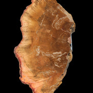 Petrified Wood slice 226g - Rocks and Things Store