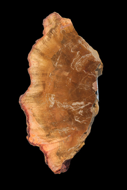 Petrified Wood slice 226g - Rocks and Things Store
